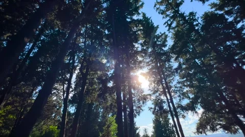 Low angle steadicam moving among tall conifer trees with sun flare Stock Footage 342540156