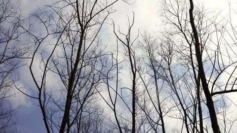 Low angle steady shot of bare tree branches against a cloudy winter sky Stock Footage 341958578
