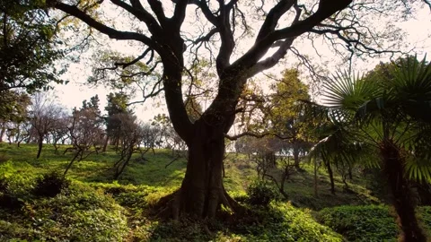 Low angle steady shot of a large ancient tree in a sunlit forest Stock Footage 341943209