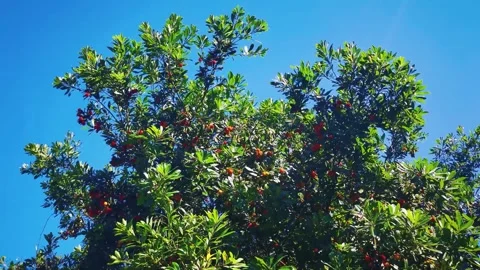 Low angle steady shot of a lush Yangmei fruit tree against clear blue sky 스톡 동영상 342014044