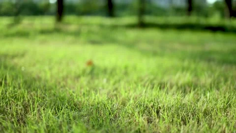 Low angle steady shot of vibrant green grass in a sunny public park Stock Footage 342002994