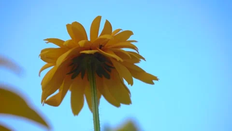 Low angle steady shot of a yellow chrysanthemum flower against clear blue sky Video stock 342218014