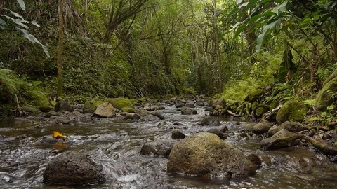 Low angle stream in Hawaii tropical rainforest - Oahu Hawaii Stock Footage 82793091