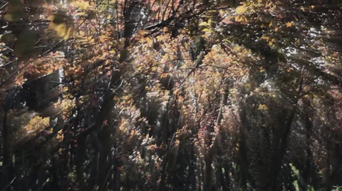 Low angle of sun rays through tree crowns Stock Footage 38698079