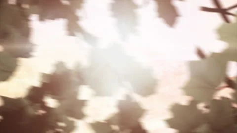 Low angle of the sun shinning through branches and leaves. Dreamy bokeh effect. 스톡 동영상 145324809