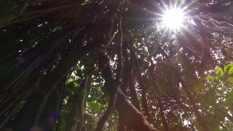 LOW ANGLE: Sunbeams shining through ancient banyan tree in Monkey Forest, Bali Stock Footage 79199017