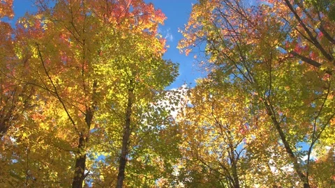 LOW ANGLE: Sunbeams shining through fall foliage tree canopies in autumn forest Stock Footage