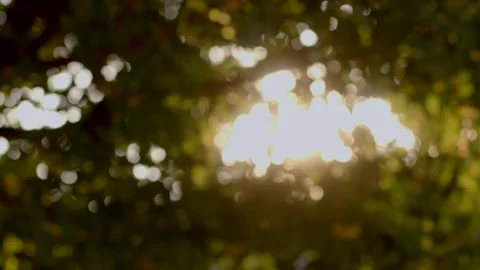 Low-angle sunlit tree canopy with warm backlight glow Видео 347306106