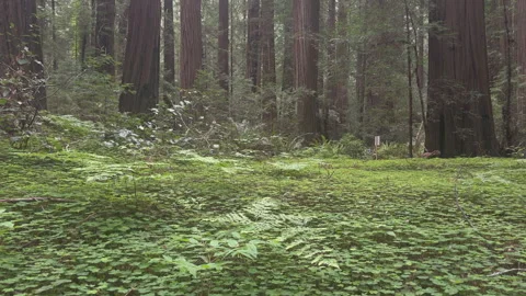 Low Angle Sweep of Lush Green Clover and Ferns in Redwood Forest Stock-Footage 334238554