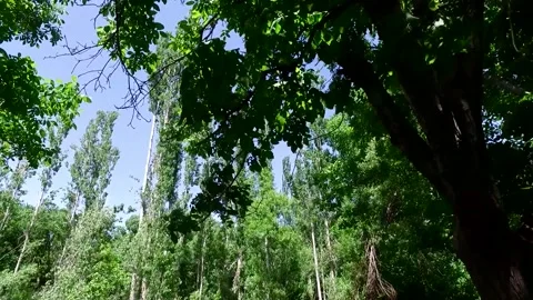 Low angle sweeping through a vibrant garden reveals, stock footage. Stock Footage 304783382