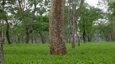 Low Angle Tea Plantation Landscape with Fresh Green Tea Leaves Stock-Footage 334773922