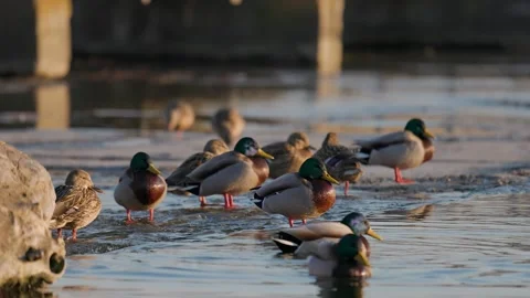 A low-angle telephoto photograph capturing a flock of wild mallard ducks Stock Footage 341400914