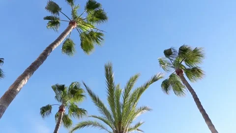 Low angle of three palm trees against deep blue sky Stock Footage 301367967