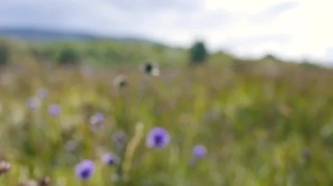 Low Angle through Wildflower Meadow Cinematic Shot Stock-Footage 49567209