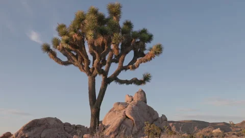 Low angle tilt up clip of a joshua tree during sunset at joshua tree np 스톡 동영상 342361761