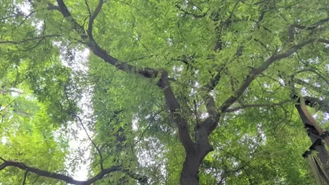 Low angle tilt down shot of lush green tree branches and dense canopy leave.. Stock-Footage 337448768