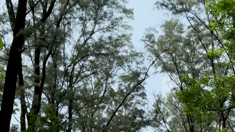 Low angle tilt down shot of tall pine trees swaying in the wind against a p.. Stock Footage 337582845