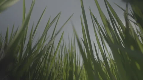 Low angle tilt up of grass blades during the day Stockbeeldmateriaal 251839726