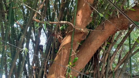 Low angle tilt up shot of bamboo grove and tree trunk Video stock 339528604