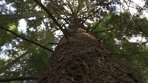 Low angle tilt up shot from a close view of mossy tree bark to a tall pine Stock Footage 348706757