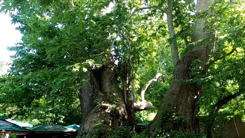 Low angle tilt up shot of a giant ancient chinar plane tree Stock Footage 335511922
