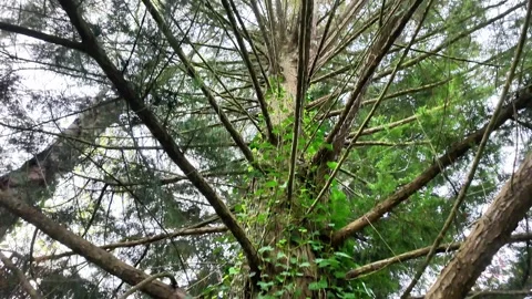 Low angle tilt-up shot of a large tree trunk covered in creeping ivy revealing i Vídeos de archivo 332803943