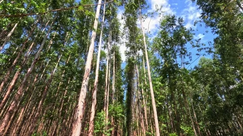 Low angle tilt-up shot through a dense eucalyptus tree forest plantation Stock Footage 331046928