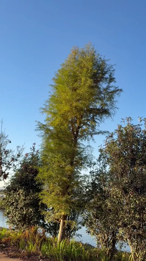 Low angle tilt shot of a tree gently swaying against clear blue sky Stock Footage 323525876
