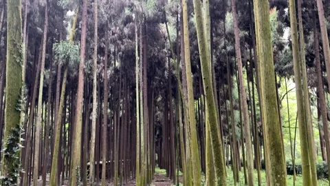 Low Angle Tilt Up To Tall Cedar Trees Canopy China Stock Footage 335255718