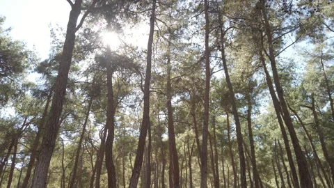 Low Angle Tilt Up of Tall Pine Trees and Sunbeams in Çamlık Parkı 스톡 동영상 348682322