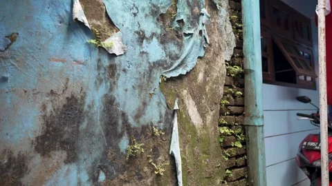 Low Angle Tilt Up View of Weathered Wall and Moss in Arema Blue Village Malang Stock Footage 343405598