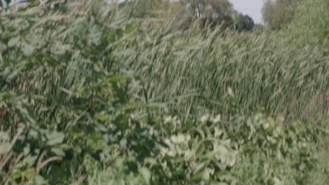 Low Angle Tilt Up to Windmill Stock Footage 85571850