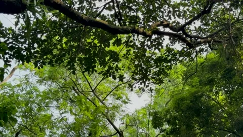 Low angle tilting shot of lush green tree canopies and branches against a b.. Video stock 337583328