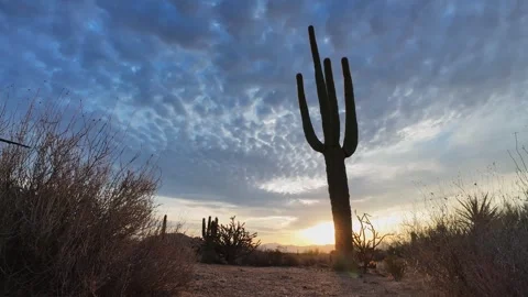 Low Angle Time Lapse Of Arizona Sonoran Desert Sunrise With Cactus Stock Footage 315800103