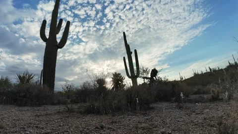 Low Angle Time Lapse Of Arizona Sonoran Desert Stock Footage 315809309