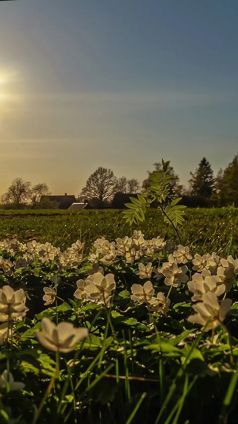 Low angle time lapse hot of sun setting over a field with white flowers in Stock Footage 317625560