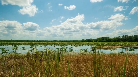 Low Angle Time Lapse of a Lake at Ocala National Forest in 4k Stock Footage 90438138