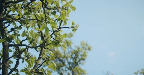 Low angle time-lapse shot of an apple tree branch moving in the fresh Stock Footage 154621274
