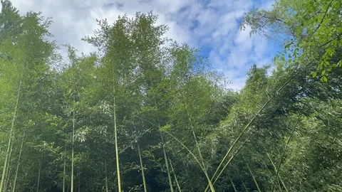 Low-angle Time-Lapse shows clouds soaring over a bamboo forest with blue skies Stock Footage 239470753