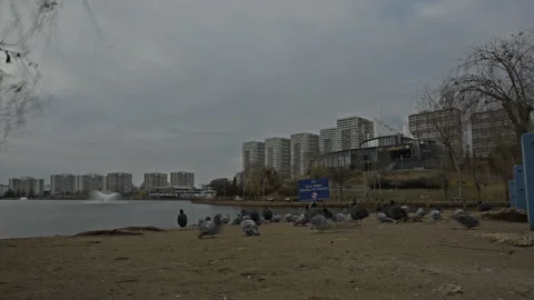 Low Angle Time-lapse of Urban Birds, Geese and Pigeons in City Park - 4K Stock Footage 325657661