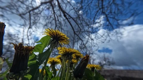 Low angle timelapse of dandelions and trees against sky Stock Footage 332540489