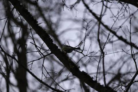 Low angle of a tiny bird from behind perched on a bare branch of a tree Stock Photos