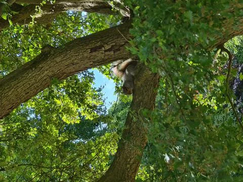 Low angle of a tiny fluffy squirrel sitting on the bark of a green tree Foto stock