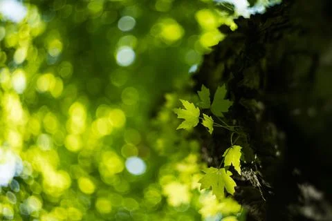 Low angle of tiny leaves on a tree on natural background Foto stock