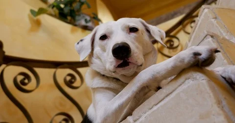 Low angle of a tired white dog with black spots lying on stairs Stock Footage 86402105