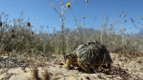 Low angle: Tortoise in sandy terrain turns away from camera, close up Stock Footage 301847792