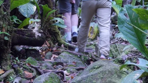 Low angle: tourists travel through the mud Forest leading through the jungle Stock Footage 79604096