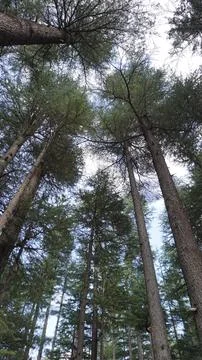 Low-angle of towering pine trees stretching toward bright blue sky, clouds. Stock Photos