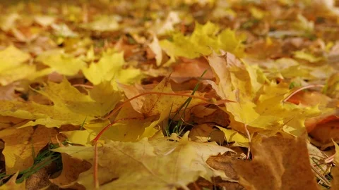 Low angle tracking of red and yellow maple leaves on the ground, autumn Stock-Footage 80989582