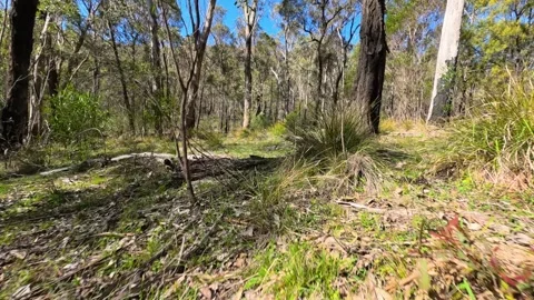 Low Angle Tracking Shot of Australian Eucalyptus Bushland Forest Stock Footage 345463021